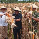 Panen Perdana Jagung Varietas Bangkep A01, Ihsan Basir Harap Kedepan Ada Peningkatan Hasil