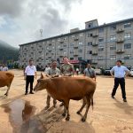 Sambut Lebaran Idul Fitri 1445 H, PT. GNI Bagikan 12 Ekor Sapi Ke Warga Desa Lingkar Tambang