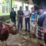 Bupati Morut Serahkan Sejumlah Hewan Qurban Dibeberapa Tempat