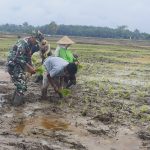 Mendukung Hanpangan dan Kesejahteraan Petani, Koramil 1311-03 Petasia Berikan Penyuluhan Hingga Pendampingan Teknis