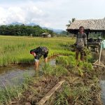 Babinsa Koramil 1311-06 Bungku Utara Dampingi Para Petani Bentuk Komitmen Dukung Ketahanan Pangan