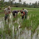 Babinsa Kodim 1311 Morowali Terus Komitmen Dukung Ketahanan  Pangan di Wilayah Binaan