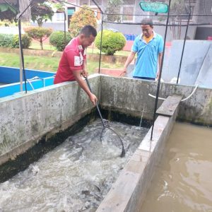 Lapas Kolonodale Sukses Pasarkan 150Kg Ikan Lele Hasil Budidaya Warga Binaan