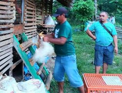 Program SJSP, Tingkatkan Pendapatan dan Ketahanan Pangan di Kabupaten Banggai